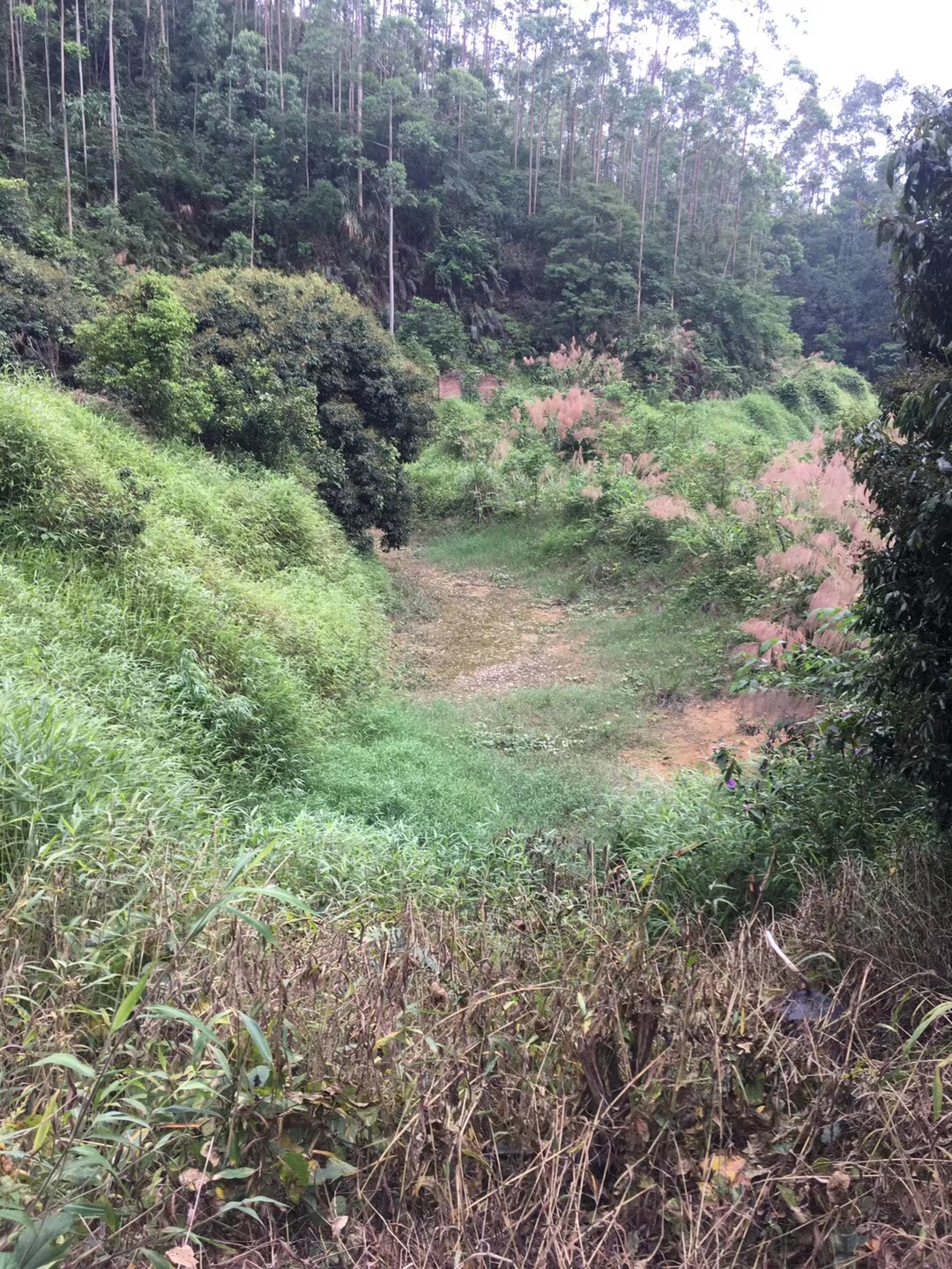 温泉高速路口600亩林地委托广州农村交易所挂牌转让