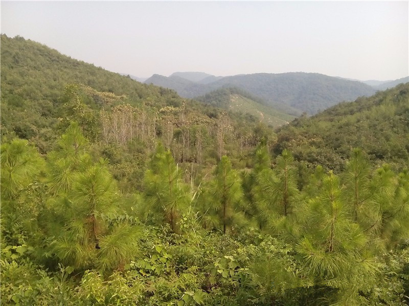 湖北宜昌当阳市80亩山林转让