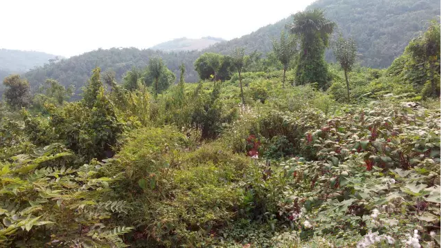 湖北宜昌当阳市89亩山林转让