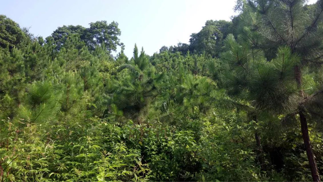 湖北宜昌当阳400亩山林转让