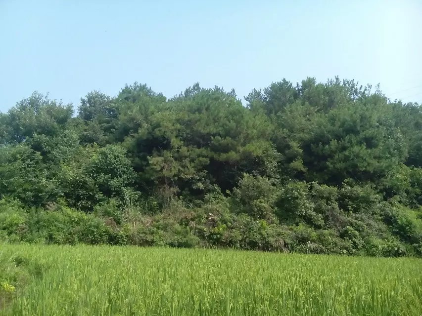 湖北当阳52亩山林转让