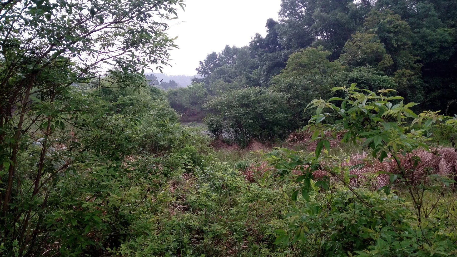 湖北当阳45亩山林转让