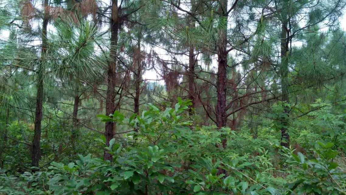 湖北当阳120亩山林转让